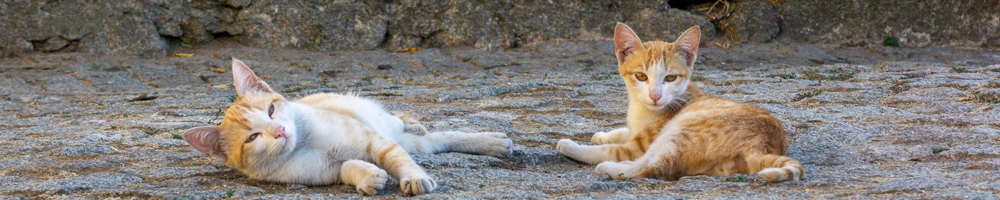 Smartmonitoring: Systemüberwachung von Victron Energy